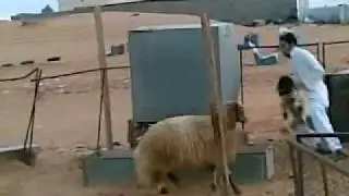 اضحك مع البدو هههههههههههه