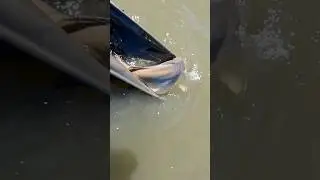 #карпфишинг #fishing #carpfishing #карповаяловля #рыбалка #shortvideo
