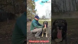 holiday with a dog. Отдых с немецкой овчаркой. 
