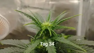 Cannabis Grow Quick One Tag 34