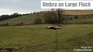 Foster dog Umbra
