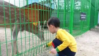 사슴 먹이주기