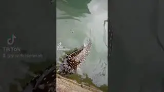 ikan buntal