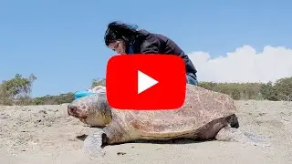 Tartaruga marina Caretta caretta proveniente dalla Turchia muore sulle spiagge della Calabria