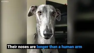 10 surprising facts about greyhounds