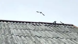 Ласточкин шабаш