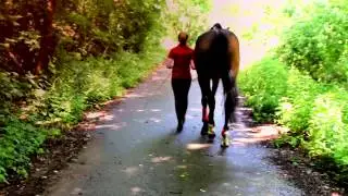 Find me. [New Horse]
