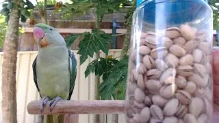 Baby Parrot VS Nut | ASMR