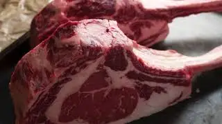 Facultative Carnivore Audio Clip