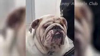 👉🐕👌