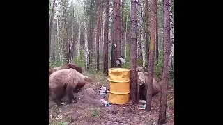 Нажрался как свинья. Три медведя на приваде. Где он взял пиво? 🤔🐻