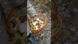 Белые грибы.