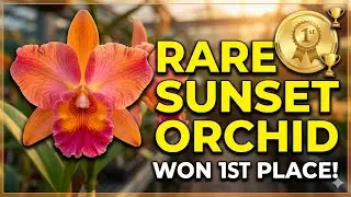 Infiltrating the ORCHID SOCITY in BATON ROUGE — That You Didn’t Know About!