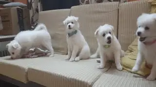 Cute Baby Dogs 🥰 | #puppies #dog #doglovers #cute 😂🤣 Part 2 🐶
