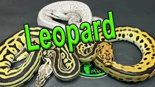 Leopard Ball Python