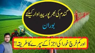 Use of Boron in Wheat | Importance of Boron for Wheat | Cyber Agri Extension |