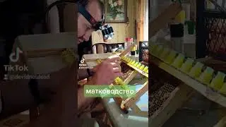 прививочная рамка матководство прививка пчеломатки бакфаст карника