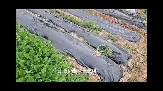 텃밭 작물도 생물이다