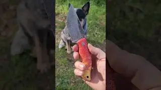 NAJLEPSZY PRZYJACIEL CZŁOWIEKA #trollsky #knife #shorts