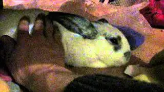 Bennie (Ben?!) the Bunny's home