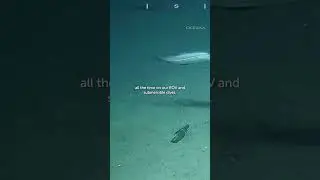 Your Soda Can Could Be at the Bottom of the Sea