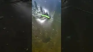 Примамка змия за щука! 