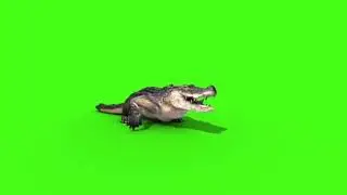 3d crocodile alligator walking green screen effect for chromakey