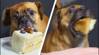 making my dog a birthday cake