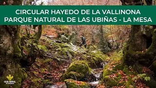 Canal Prestosu | Rutas prestosas: #ruta circular Hayedo de la Vallinona #Quirós