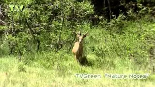 Mule deer in Grand Canyon National Park north rim