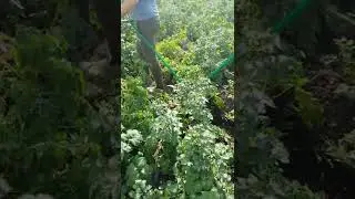 Окучник-плуг ручной усиленный Pole1