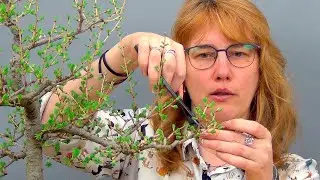 Бонсай из лиственницы (ч.11).