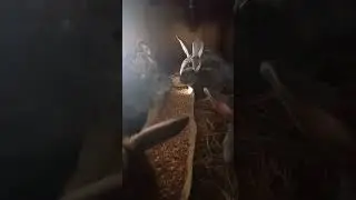 #кролики