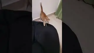 This cat is absolutely spooked by the beanie!