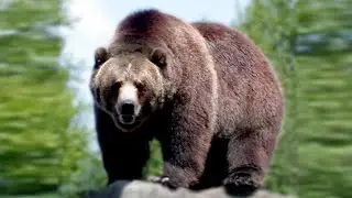 Сайёрамиздаги энг катта Айик