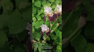 МАГИК МАСКАРАД   ИРИСЫ СТРИЖАКОВОЙ