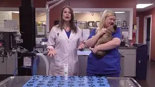 Animal Health 2/20/20 - Feline Immunodeficiency Virus