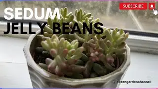 Jelly Beans plant, Sedum  Rubrotinctum succulent propagation🌱🌿