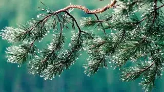 Fall Asleep to the Sound of Rain After 2 Minutes - Rain in the Forest