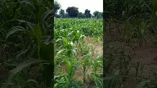मैडम सावन को सोमवार नुवा महादेव बाबा न# meena geet #meenageet
