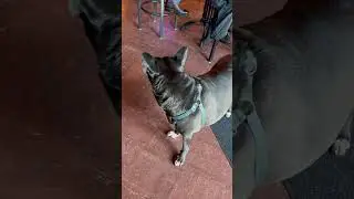 Dog Party!!!
