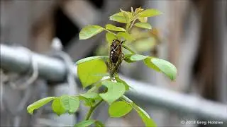 Grasshopper crashes into Cicada
