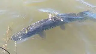 Злая щука на кукане!