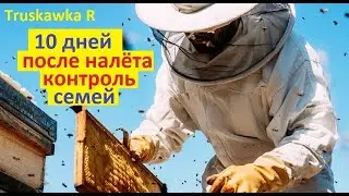 #Пчёлы