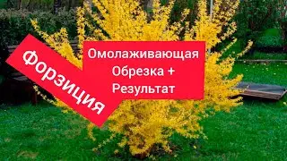 Форзиция. Омолаживающая обрезка + РЕЗУЛЬТАТ.
