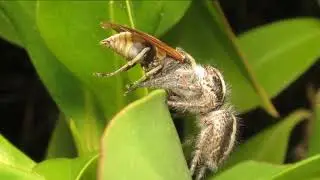 ARAÑA con AVISPA