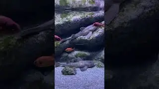 аквариум  