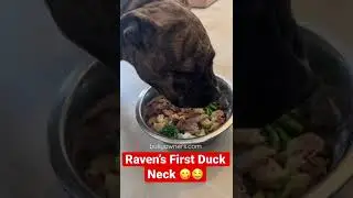 XL American Bully Puppy Eating Her First Raw Duck Neck!