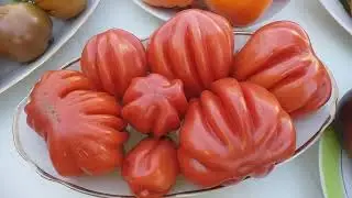 Презентация лучших сортов томатов 2022 года! (часть 3)