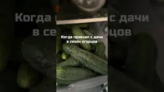 Всем знакомо?)) #дача #огород #огурцы